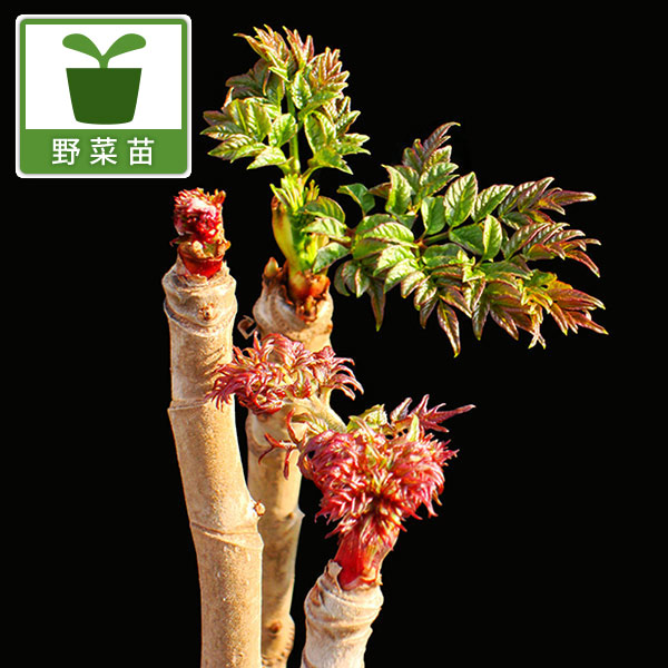 信州産　タラの芽苗木 楽天市場】タラの芽 苗 【山菜 タラの木】 ポット苗 タランボ 苗木