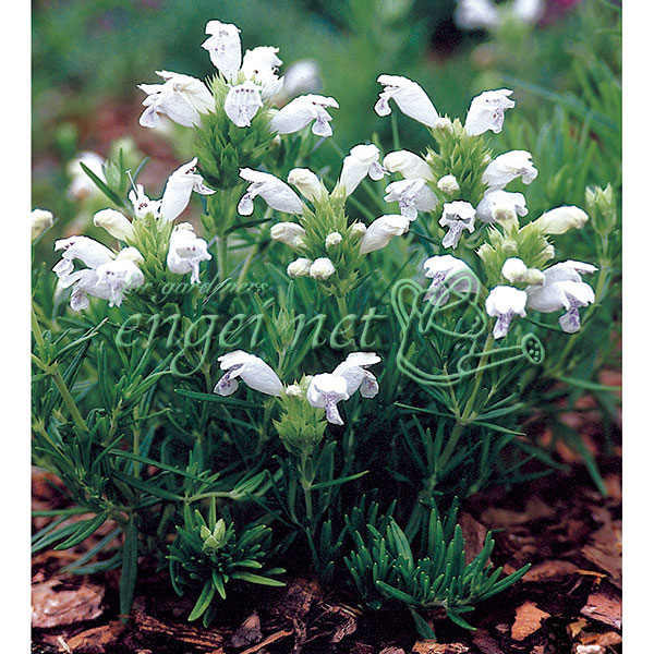 楽天市場】ミラクルバイオ肥料FDS 10リットル入り : 園芸ネット プラス