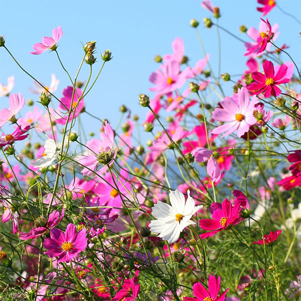 楽天市場】1000円ポッキリ 花苗 コスモス 秋桜 おまかせMix