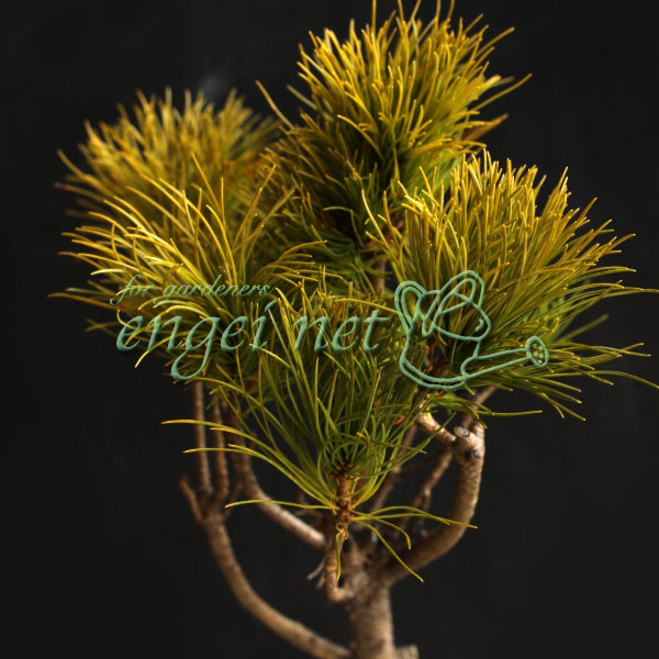 楽天市場】【送料無料】小盆栽 八つ房五葉松 葵 （接ぎ木3年生