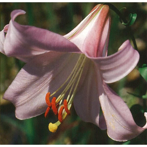 あっくん出品❗ササユリ球根2球・カノコ1球・マツバユリ1球お届け！ 楽天市場】笹百合（ササユリ）球根 1球入(f13) : 千草園芸