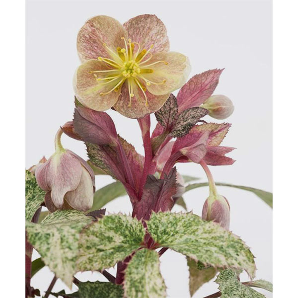 楽天市場】松村ナーセリーさんのカラーリーフ・クリスマスローズ