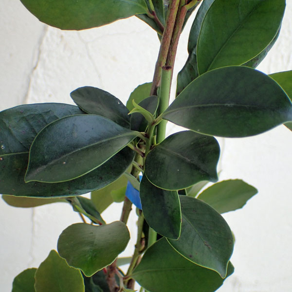 楽天市場】花木 庭木の苗/サカキ：ホンサカキ（本榊）5号ポット : 園芸