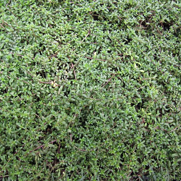 楽天市場】マット植物：ヒメイワダレソウのマット25cm×25cm 10枚セット 