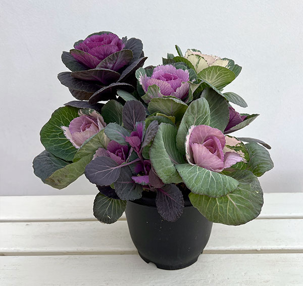 楽天市場】ミニ寄せ植えハボタン ロマンブーケ 2.5号 2株セット