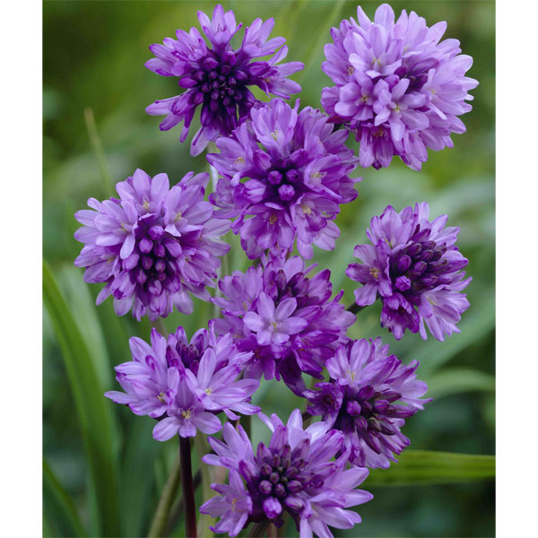 楽天市場】ご予約品9月中旬以降順次発送 シラー