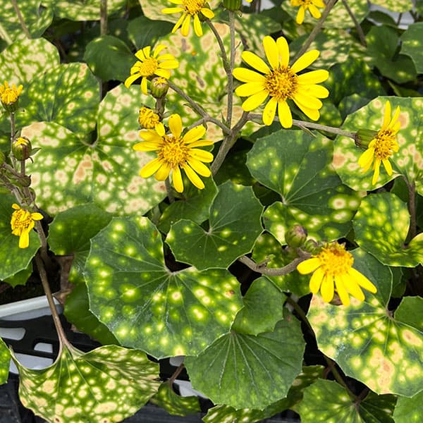 楽天市場】ツワブキ 天星（テンボシ） 4号苗 : 千草園芸