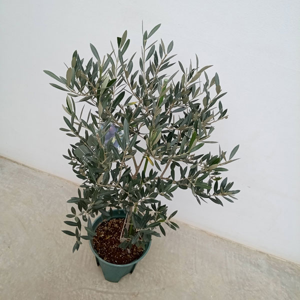 花木 庭木の苗/オリーブ：オヒブランカ 8号鉢植え*