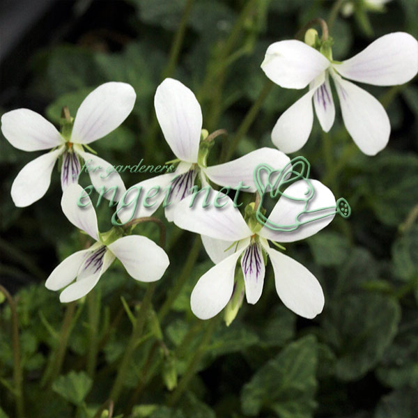 楽天市場】八重山 屋久島すみれ（ヤエヤマスミレ）2.5号苗(g02) : 千草園芸