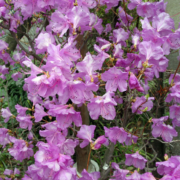 岩ツツジ イワツツジ（岩躑躅）