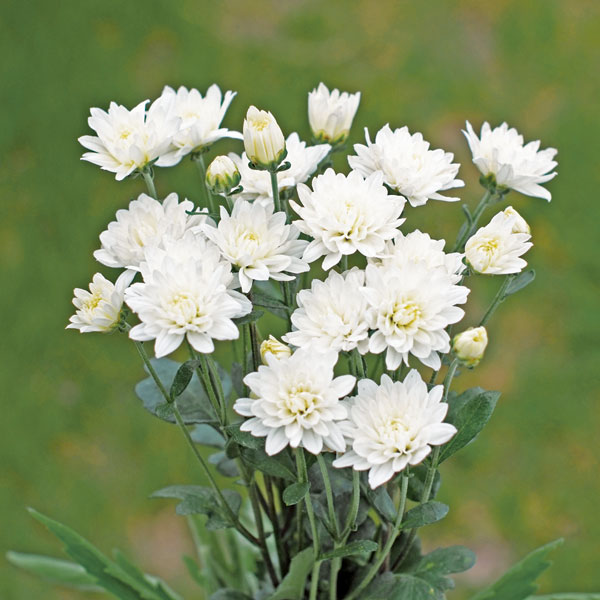 楽天市場】菊（キク、きく）二度咲き小菊 こだま 7.5cm ポット苗 2個