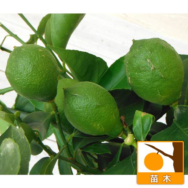 楽天市場】レモン 苗木 ビアフランカ レモン （トゲなしレモン