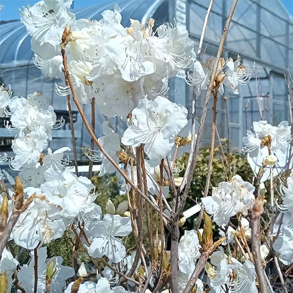 白花タンナゲンカイツツジ/希少種【現品発送】管理70243 白花タンナ