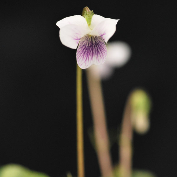 楽天市場】日本スミレ（ニホンスミレ） フレックス 3号苗(J3-8) : 千草園芸