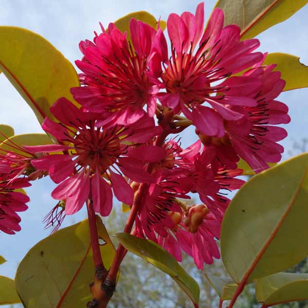 楽天市場】ロドレイヤ 鉢植え 竹下性 シャクナゲモドキ テラコッタ鉢