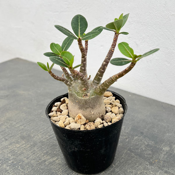 楽天市場】アデニウム 塊根植物 希少 斑入り アデニウム 3号POT苗 現品