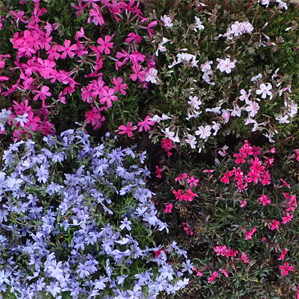 シバザクラ(芝桜)のマット