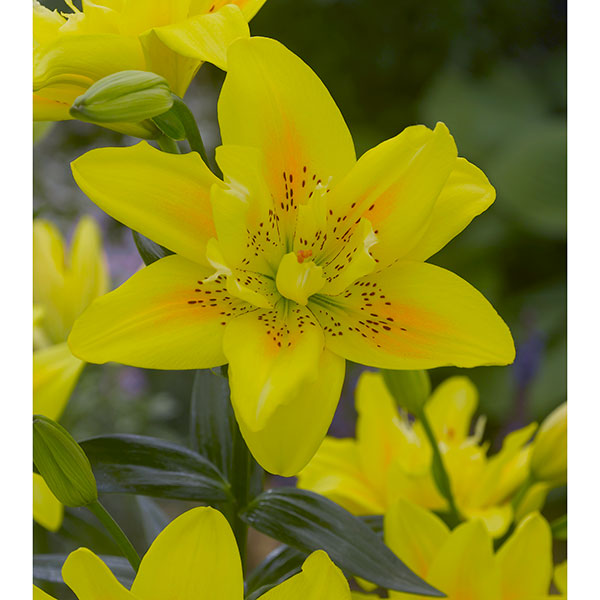 楽天市場】春植え球根 鳴子ゆり 斑入り 3球入 〜ナルコユリ 鳴子百合