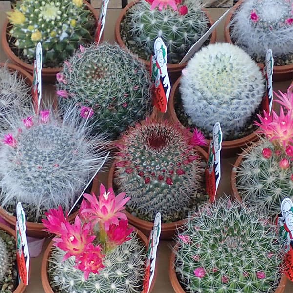 楽天市場】観葉植物/サボテン：コピアポア・テヌイシマ 3号鉢植え