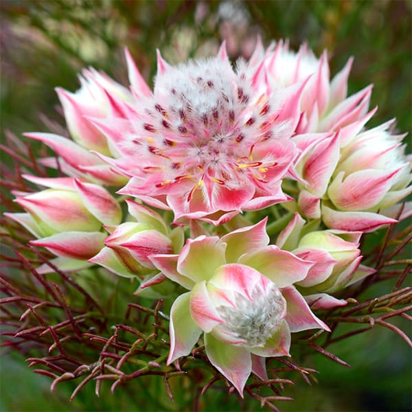 楽天市場】セルリア苗セルリアブラッシングブライド ホワイト苗