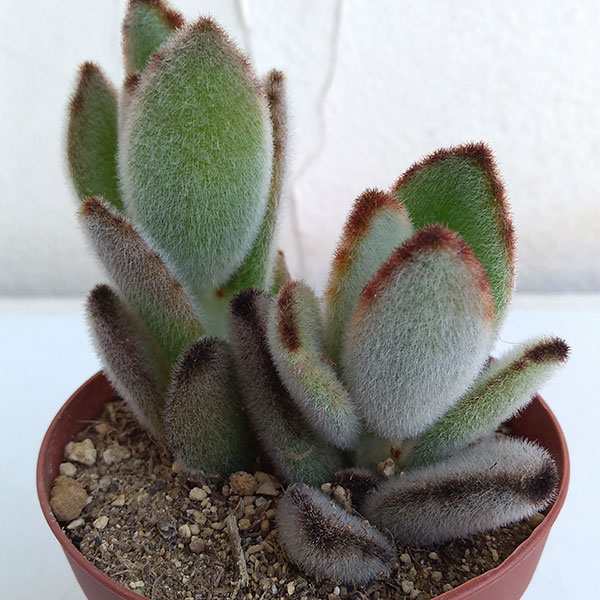 楽天市場】多肉植物：カランコエ 白うさぎ*葉幅7cm : 遊恵盆栽 楽天