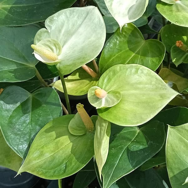 楽天市場】【現品・現物】【送料無料】アンスリウム・ジャングル