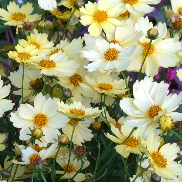 楽天市場】コレオプシス苗 コスミックエボリューション 3.5号苗（b7