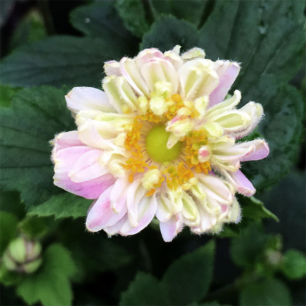 楽天市場】牡丹咲き秋明菊（ボタンザキシュウメイギク） 3号苗(c02