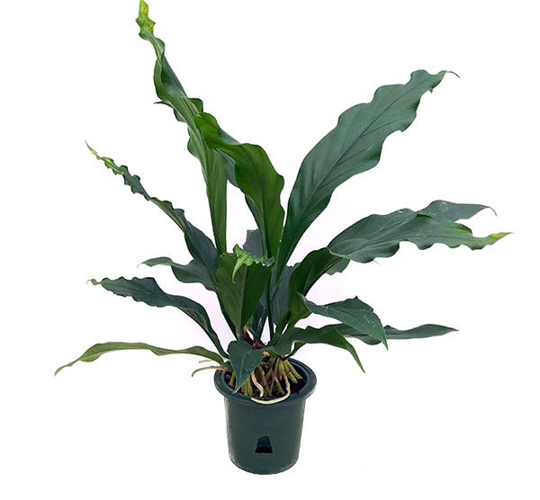 楽天市場】【25日はP5倍！】アンスリウム・フーケリー 10号【観葉植物