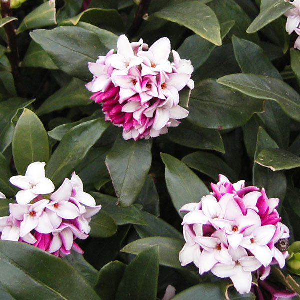 楽天市場】沈丁花 苗 【ジンチョウゲ （赤）】 約0.4m 根巻き苗