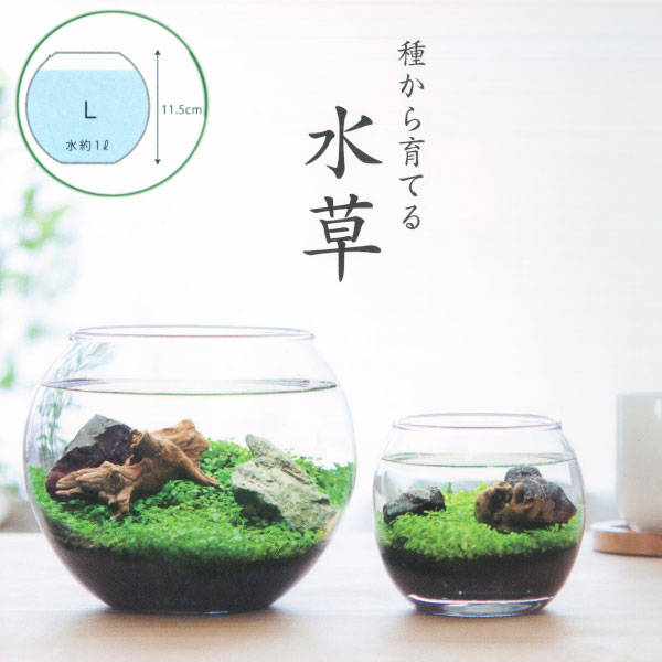 WATER PLANT 【全商品オープニング価格