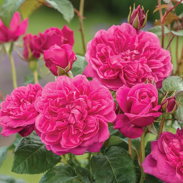 楽天市場】バラの苗/[棚卸セール]イングリッシュローズ デビッド