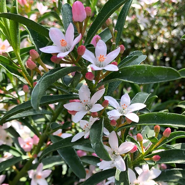 楽天市場】エリオステモン 【プロファッション】 5号鉢苗 : 苗木部