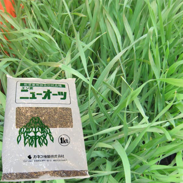 草藁内果皮：エン麦ニューオーツ 原袋10kg入り口・入口[タネ]