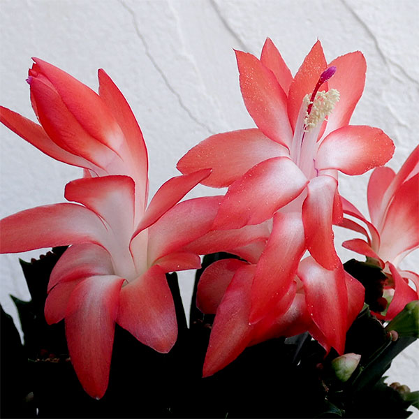 楽天市場】予約販売 バラ咲き デンマークカクタス ピンクローズ 5号鉢