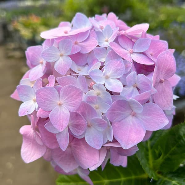 楽天市場】【屋外管理苗】アジサイ（紫陽花・あじさい） 霧島の恵 4.5