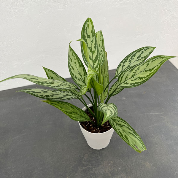 楽天市場】【選べる現品発送】観葉植物 大株 アグラオネマ シルバー