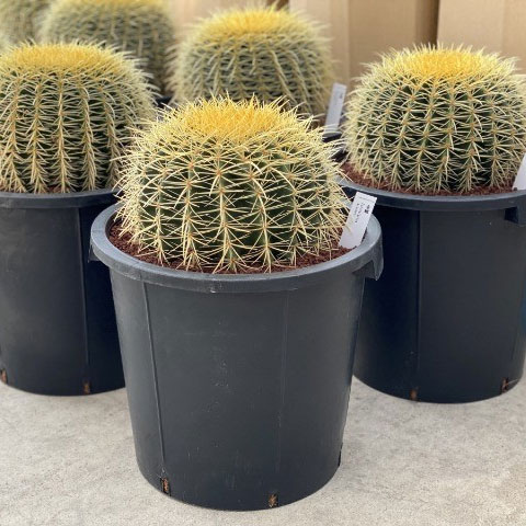 楽天市場】サボテンの王様 金鯱 12号鉢 大型 特大サイズ 観葉植物 多肉