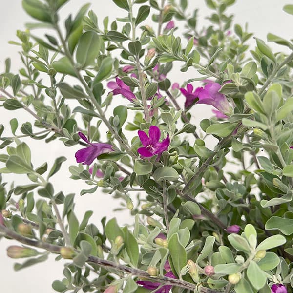 楽天市場】綺麗な紫花が魅力 レウコフィルム シルバーリーフが