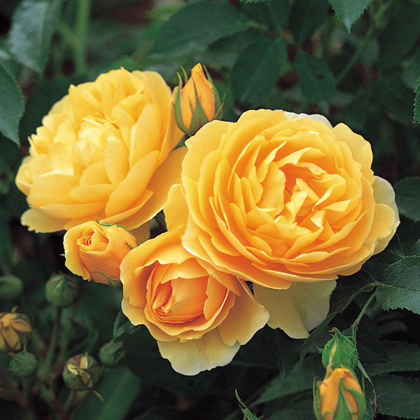薔薇の苗/イングリッシュサクラ色 デビッド・オースチン・ロージズ：グラハム・トーマス大苗10Lポット植え
