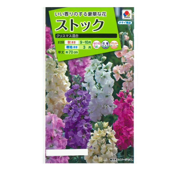 楽天市場】金盞花（キンセンカ） スター 混合[秋・春まき 草丈60cm 切花に タキイ 花タネ] : 園芸ネット プラス