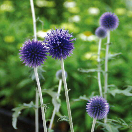 楽天市場】エキノプス ルリタマアザミ ブルー 3号ポット苗 瑠璃玉