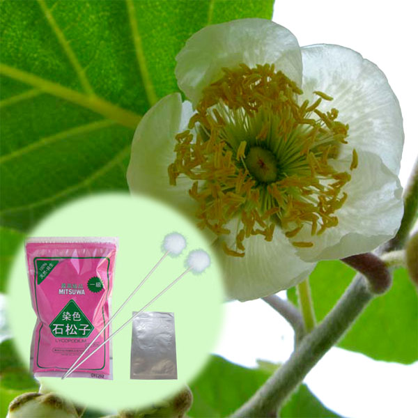 楽天市場】果樹の苗/キウイの花粉（キウイ受粉用）2袋セット : 園芸 
