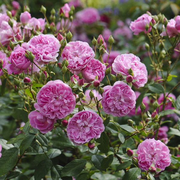 楽天市場】バラの苗/イングリッシュローズ デビッド・オースチン