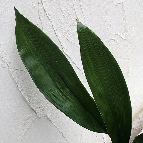 楽天市場】ハラン苗 大株（根巻） : 千草園芸