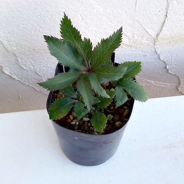 楽天市場】原種系クリスマスローズ クロアチカス 4.5号 : フラワー