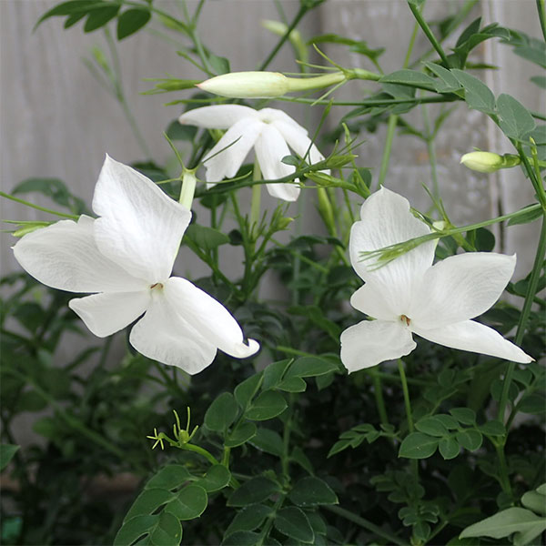 【中古】 最高の花嫁候補/ハーパーコリンズ・ジャパン/ジャスミン・クレスウェル 楽天市場】草花の苗/ジャスミン：ホワイトプリンセス3号ポット 2
