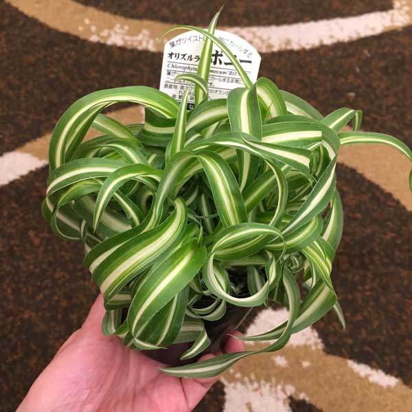 楽天市場】観葉植物/オリヅルラン：ボニー5号吊鉢 : 園芸ネット プラス