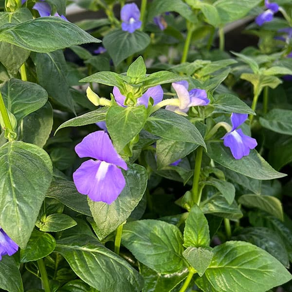 楽天市場】ジャイアントキルタンサス (キルタンサス オブリクス