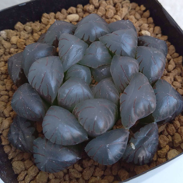 楽天市場】多肉植物 光るオブツーサ 抜き苗 : ハナミドリ 楽天市場店